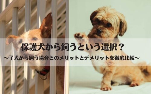 犬を飼う時は成犬から 子犬から メリットとデメリットを徹底解説