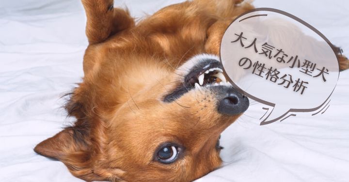 可愛いだけじゃない 人気の高い小型犬10種の性格を分析