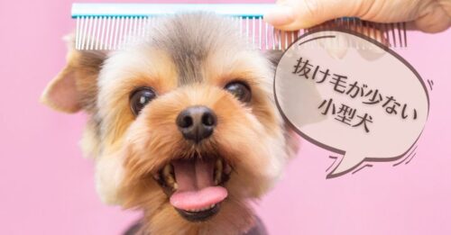 抜け毛が少ない小型犬おススメ5犬種の特徴と基礎知識 22最新