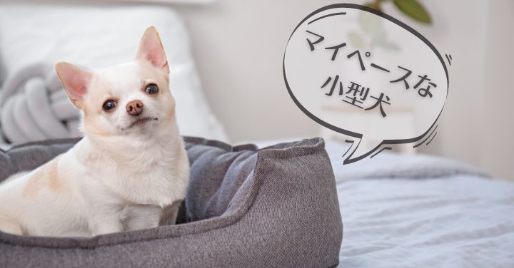 マイペースな小型犬の魅力を解説 一人暮らしで留守番が心配なら必読