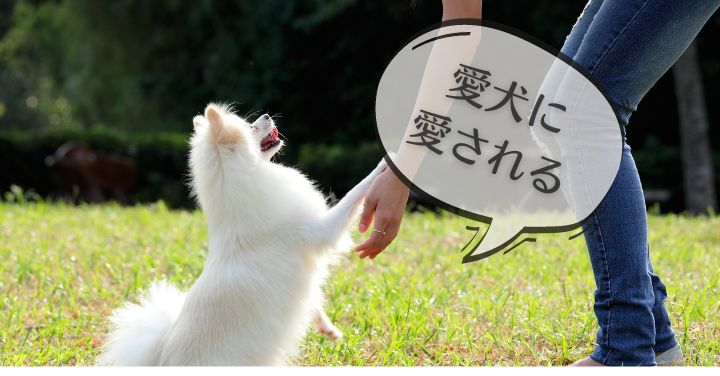 犬に好かれる飼い主になる方法