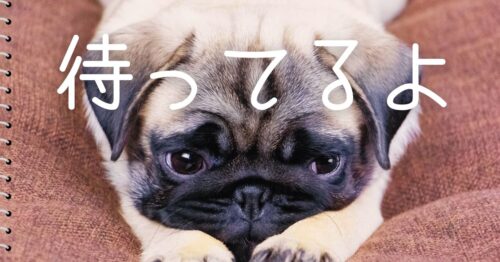 留守番する犬