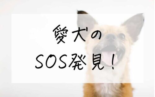 愛犬の SOS発見!
