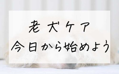 老犬ケア 今日から始めよう
