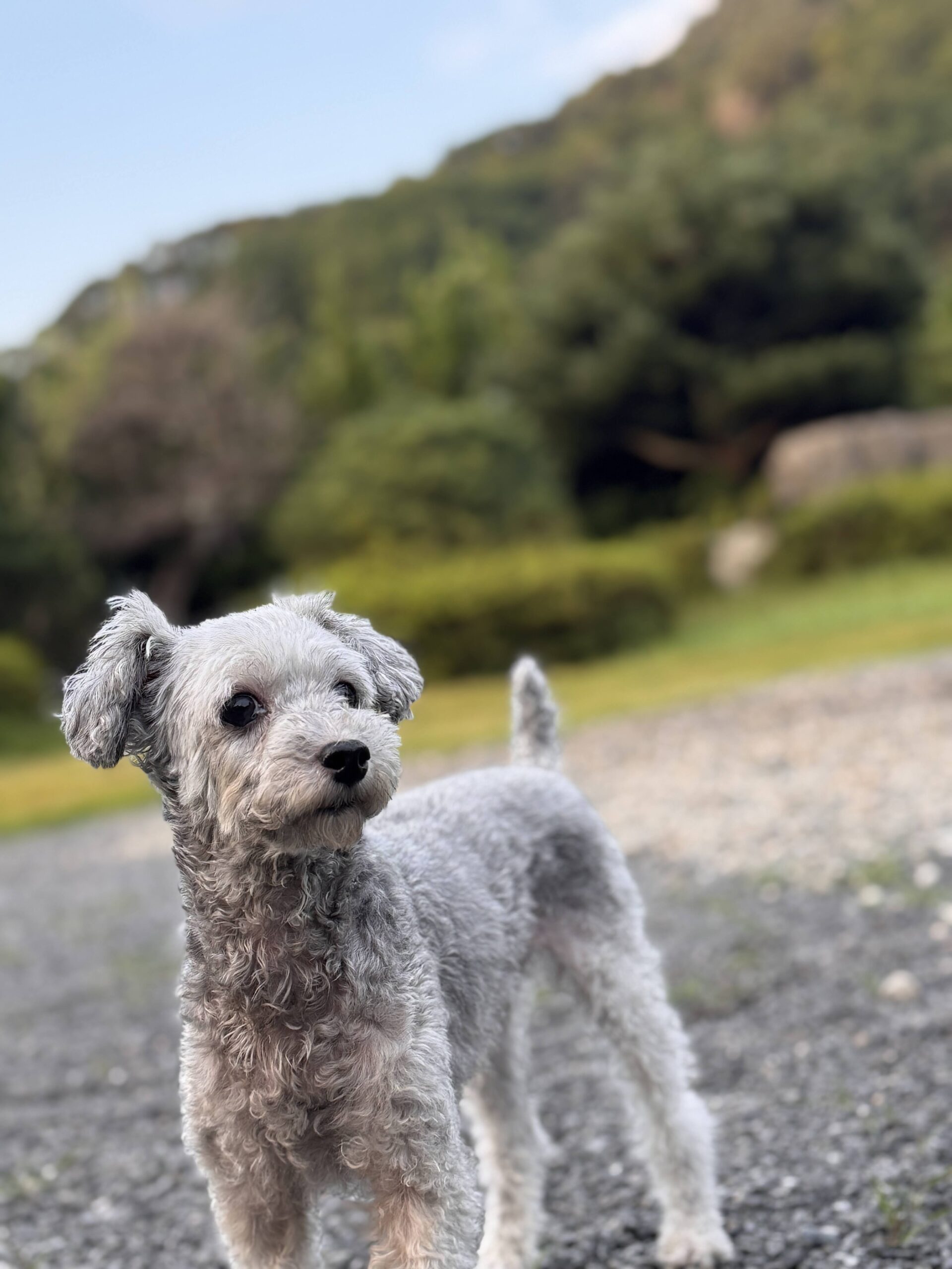 四女・現在のふさふさな姿