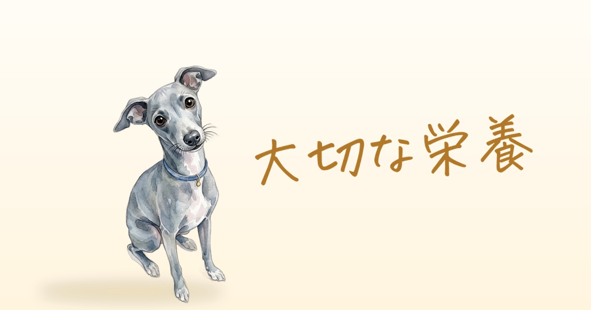 「大切な栄養」と書かれた、首をかしげるイタリアングレーハウンドの水彩イラスト