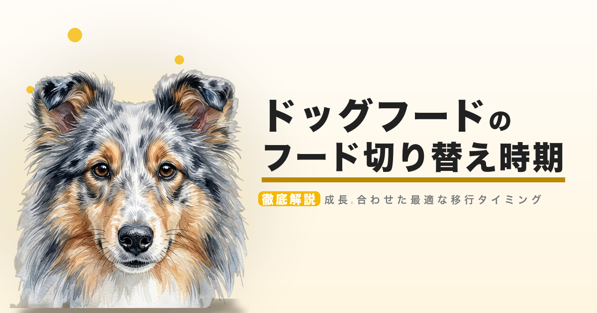 ドッグフードのフード切り替え時期