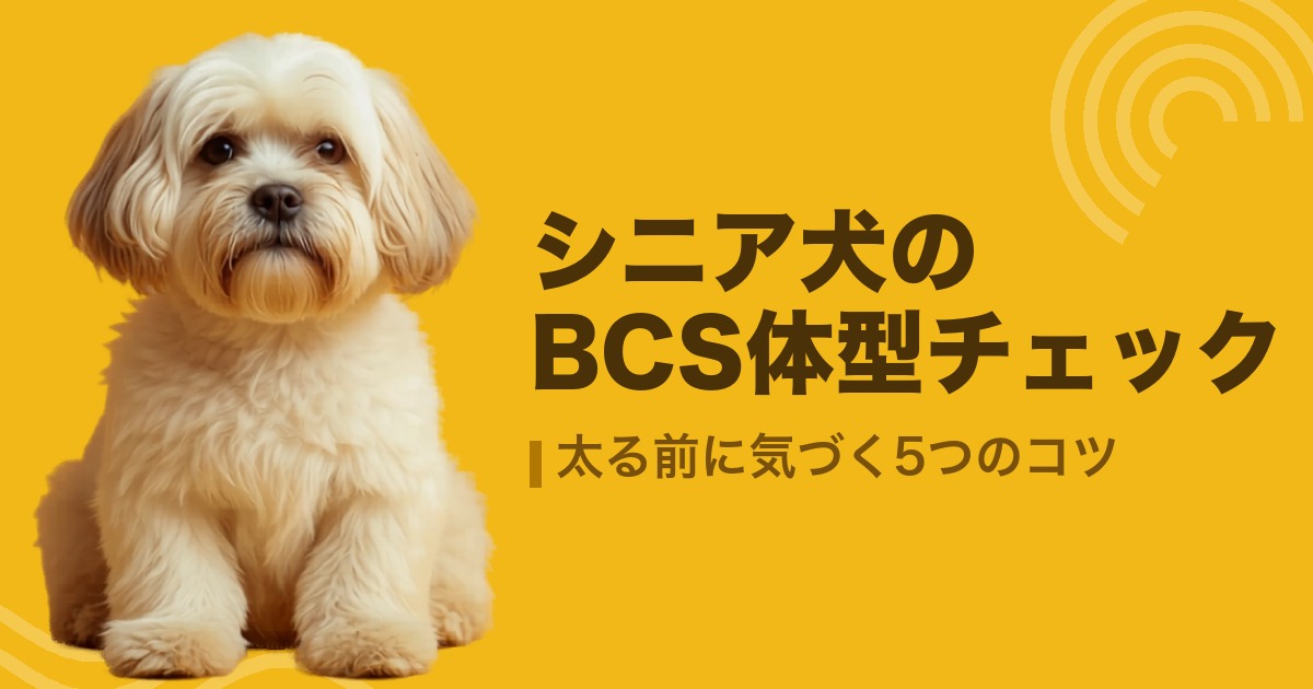 シニア犬のBCS体型チェック